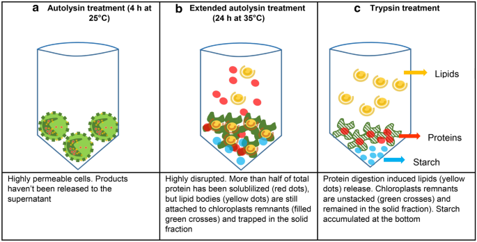 Aqueous enzymatic protein and lipid release from the