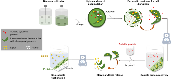 Aqueous enzymatic protein and lipid release from the