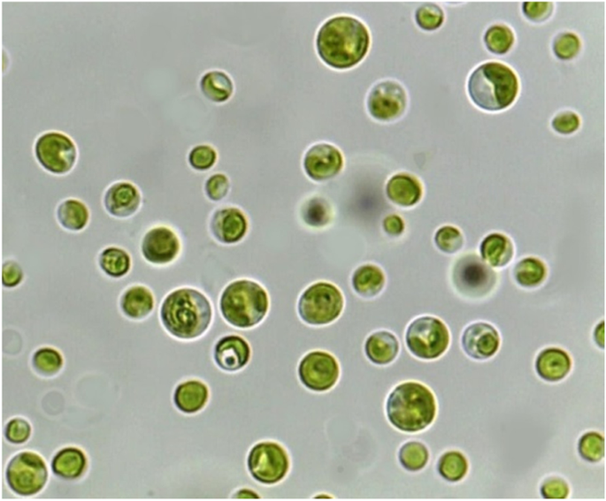 Molecular identification biomass and biochemical 