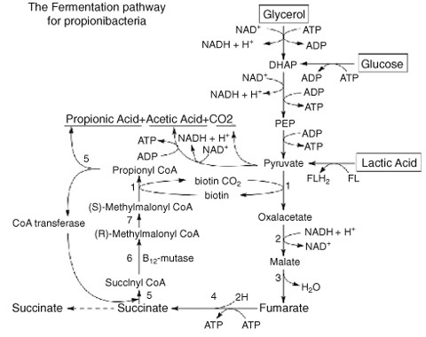 Organic Acid and Solvent Production
