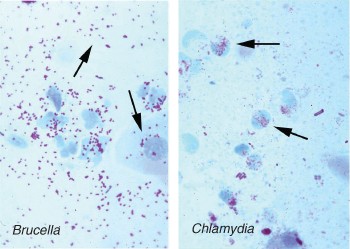 Cell and Tissue Tropism of Brucella spp.