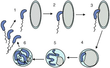 Anabolic Penetration