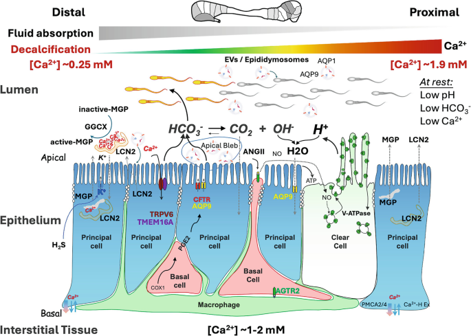 Extracellular Vesicles, Nutrient Balance, and Redox Metabolism During  Epididymal Sperm Maturation: A Perspective on the Complexity of  Intercellular Interplay | Springer Nature Link