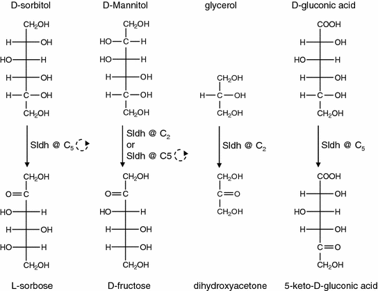 Industrial Production Of L Ascorbic Acid Vitamin C And D Isoascorbic Acid Springerlink Industrial Production Of L Ascorbic Acid Vitamin C And D Isoascorbic Acid Springerlink