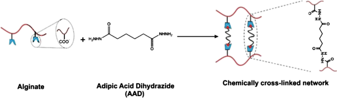 Ionically and Enzymatically Dual Cross-Linked Oxidized Alginate