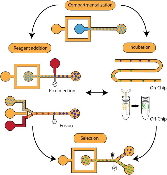 High-Throughput Regulatory Part Prototyping and Analysis by Cell-Free  Protein Synthesis and Droplet Microfluidics