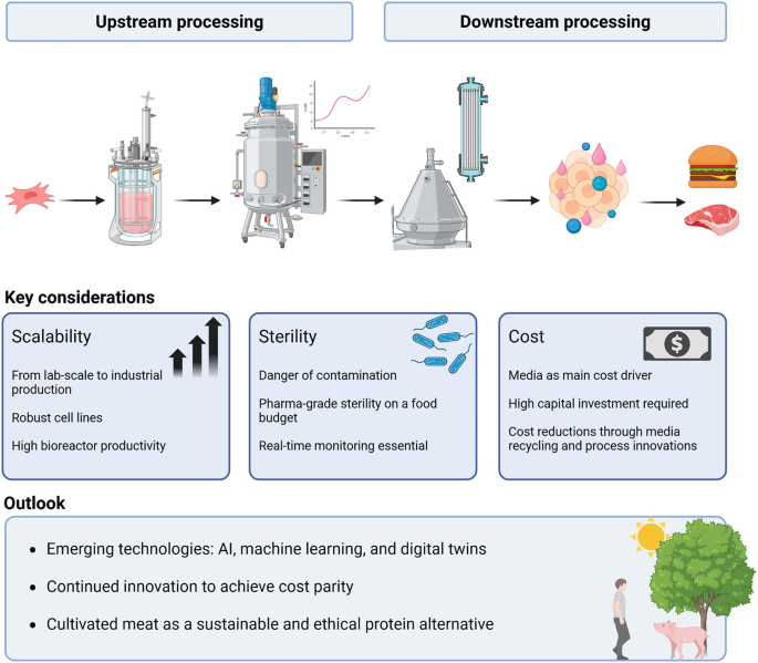 Bioprocess Engineering for Cultivated Meat | SpringerLink