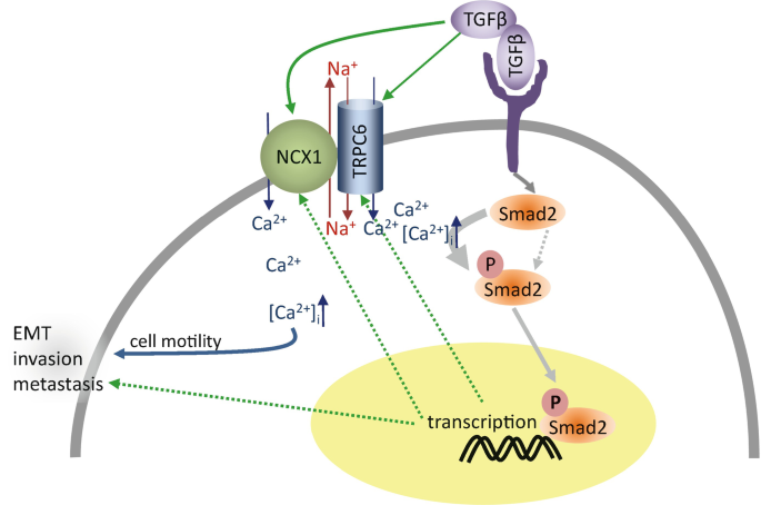 How Dysregulated Ion Channels And Transporters Take A Hand In Esophageal Liver And Colorectal Cancer Springerlink