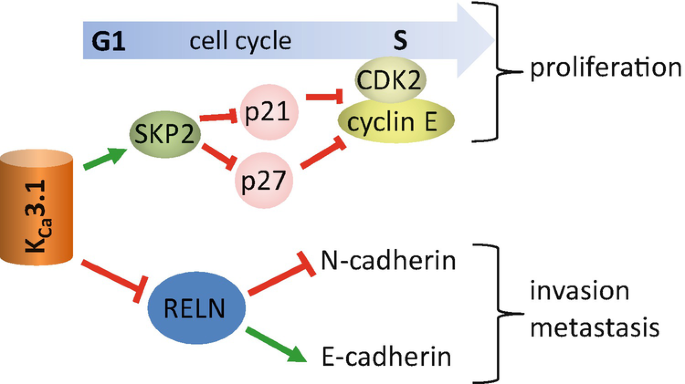 How Dysregulated Ion Channels And Transporters Take A Hand In Esophageal Liver And Colorectal Cancer Springerlink