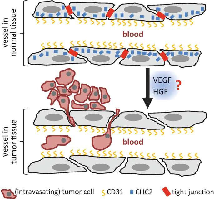 How Dysregulated Ion Channels And Transporters Take A Hand In Esophageal Liver And Colorectal Cancer Springerlink