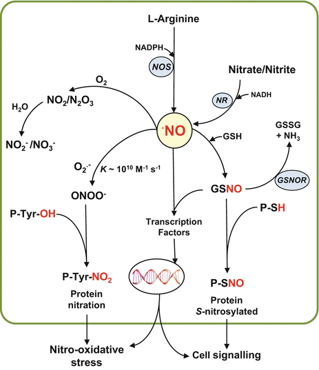 Reactive Nitrogen Species (RNS) in Plants Under Physiological and Adverse  Environmental Conditions: Current View