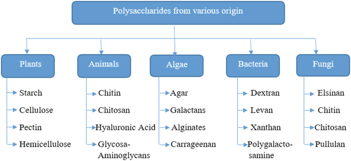Review Of The Structure Of Chitosan In The Context Of Other Sugar Based Polymers Springerlink