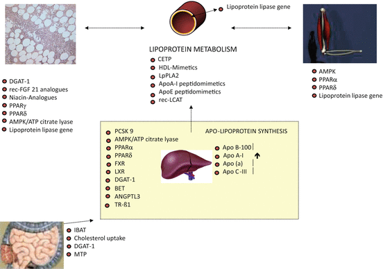 E-learning Role of CETP inhibitors in cardiovascular risk reduction - Will  lessons from the past lead to future success? - PACE-CME