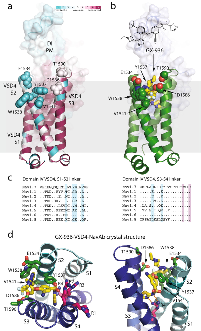 Selective Ligands And Drug Discovery Targeting The Voltage Gated Sodium Channel Nav1 7 Springerlink