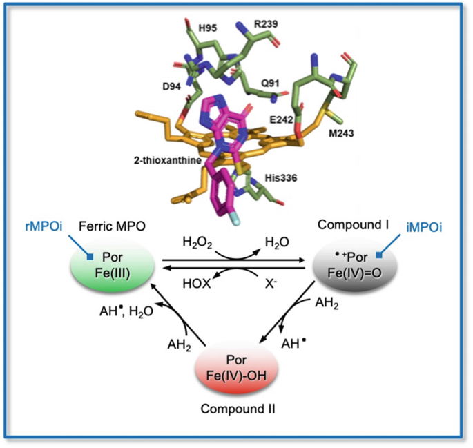 Inhibition of Myeloperoxidase | SpringerLink