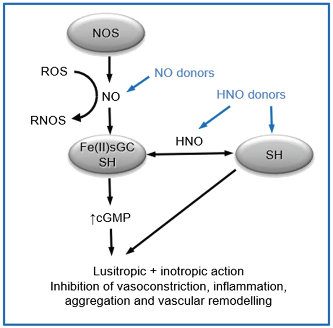 Cardiovascular Therapeutic Potential of the Redox Siblings, Nitric Oxide (NO•)  and Nitroxyl (HNO), in the Setting of Reactive Oxygen Species Dysregulation  | SpringerLink