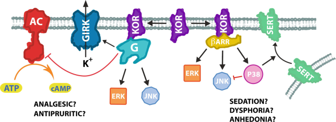 Biased Ligands at the Kappa Opioid Receptor: Fine-Tuning Receptor  Pharmacology | SpringerLink