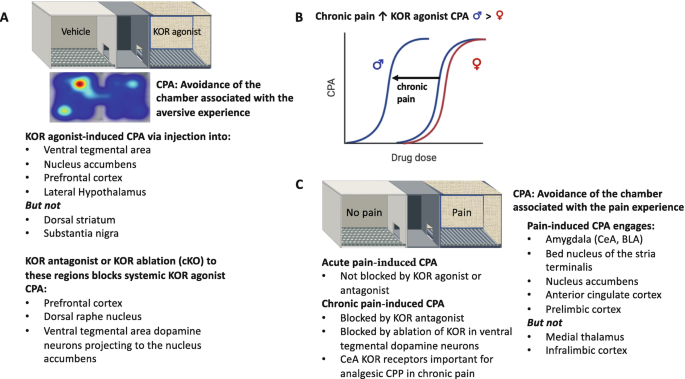 Kappa Opioid Signaling at the Crossroads of Chronic Pain and Opioid  Addiction | SpringerLink