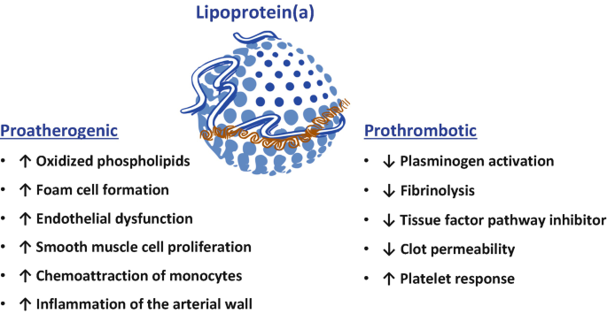 Lipoprotein(a): A Genetically Determined, Causal, and Prevalent
