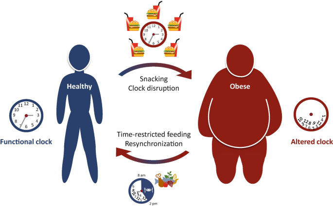 The Circadian Clock and Obesity | SpringerLink