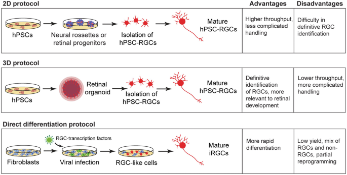 CRISPR-Cas9 correction of OPA1 c.1334G>A: p.R445H restores mitochondrial  homeostasis in dominant optic atrophy patient-derived iPSCs: Molecular  Therapy - Nucleic Acids