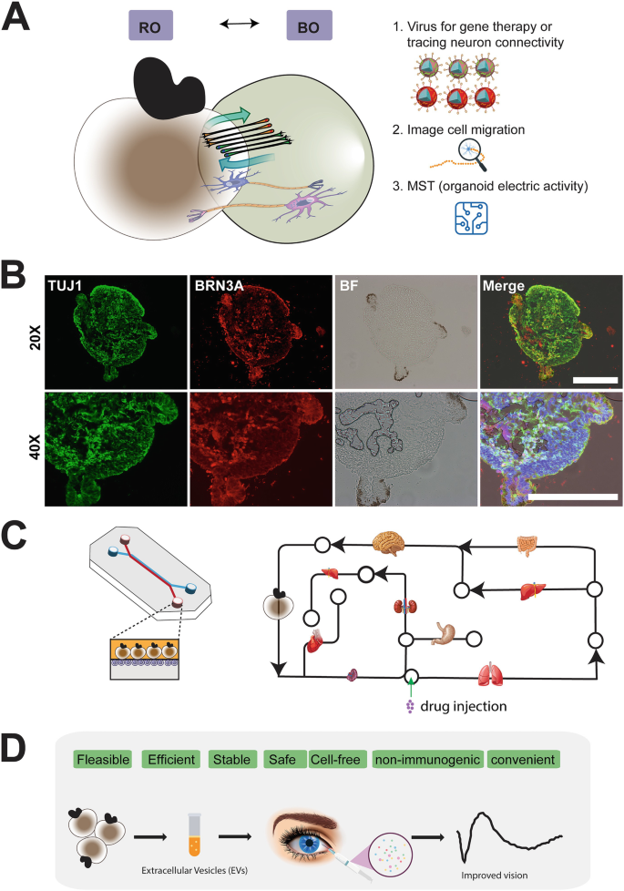 Engineered vector evades photoreceptor pathology and microglia and CD8