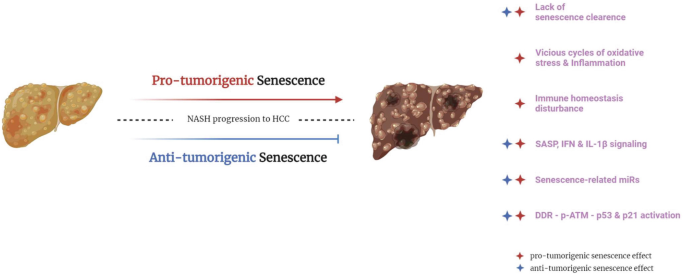 Τhe Role of Senescence in NASH-Related HCC | SpringerLink