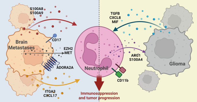 Blocking immunosuppressive neutrophils deters pY696-EZH2–driven brain  metastases