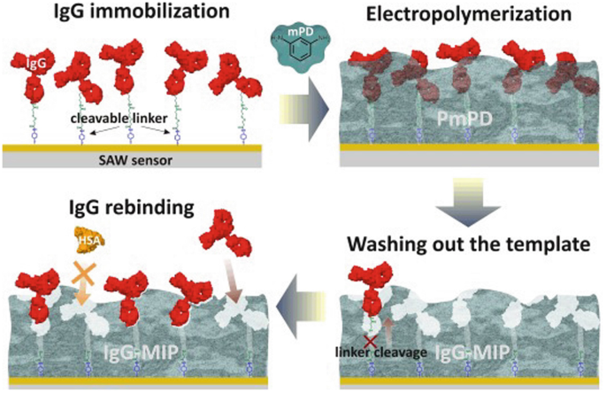 Biological, Bio-Derived, and Biomimetic Receptors in Mass