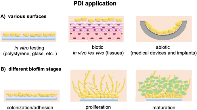 PDF) Action of disinfectant solutions on adaptive capacity and virulence  factors of the Candida spp. biofilms formed on acrylic resin