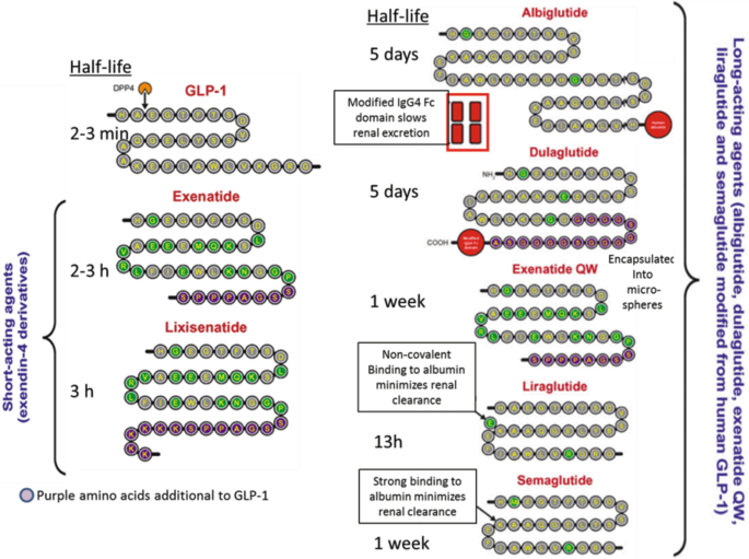 glp 1 2 3 Effects of GLP-1 and Its Analogs on Gastric Physiology in Diabetes Mellitus  and Obesity