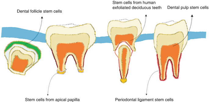 Application of Biocompatible Scaffolds in Stem-Cell-Based Dental Tissue  Engineering