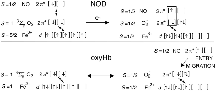 Ordered Motions in the Nitric-Oxide Dioxygenase Mechanism of  Flavohemoglobin and Assorted Globins with Tightly Coupled Reductases