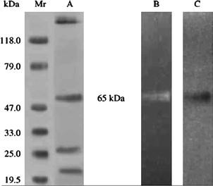 figure 3_48