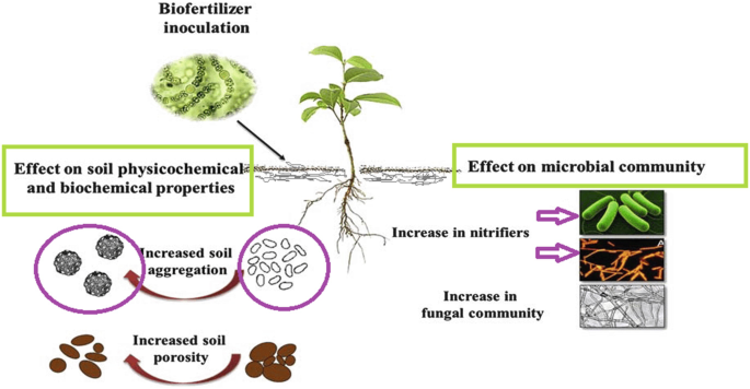 Linseed Farming : Increase the yield with advanced techniques