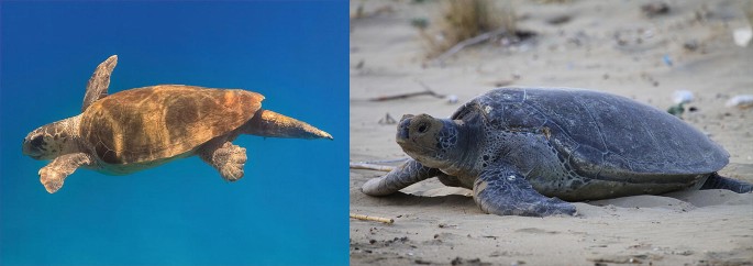 Sea Turtles in the Aegean Sea | SpringerLink