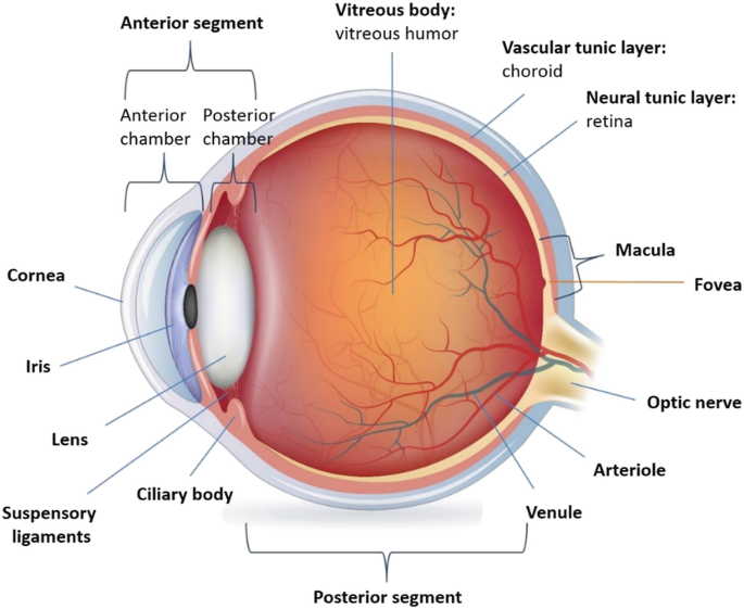 Retina  Definition, Anatomy & Function - Video & Lesson