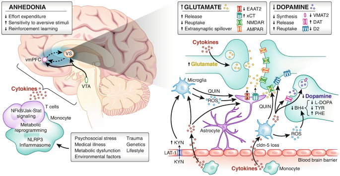 Aiding and Abetting Anhedonia: Impact of Inflammation on the Brain and  Pharmacological Implications