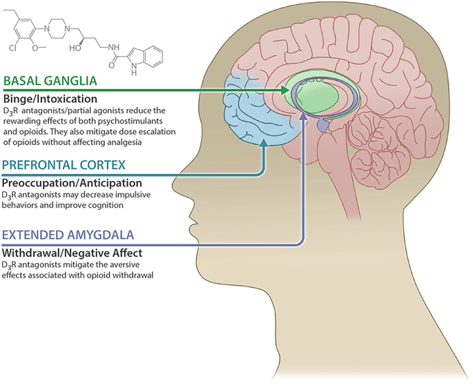 Full article: Anxiolytic effects of theaflavins via dopaminergic activation  in the frontal cortex