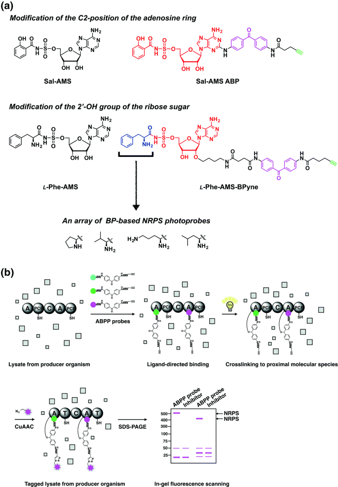 Subdomain dynamics enable chemical chain reactions in non-ribosomal peptide  synthetases