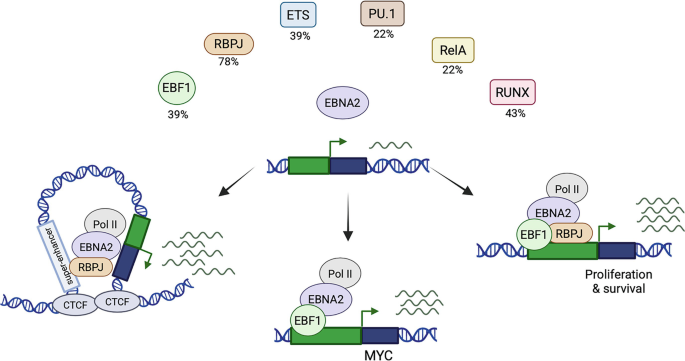 EBNA2 and EBNA-LP: The Earliest Viral Latency Proteins | Springer ...
