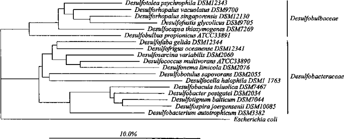 Class IV. Deltaproteobacteria class nov.