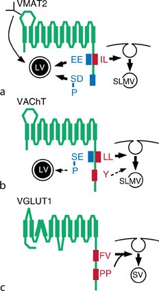 Synthesis and in Vitro Pharmacology of Substituted  Quinoline-2,4-dicarboxylic Acids as Inhibitors of Vesicular Glutamate  Transport