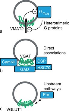 Synthesis and in Vitro Pharmacology of Substituted  Quinoline-2,4-dicarboxylic Acids as Inhibitors of Vesicular Glutamate  Transport