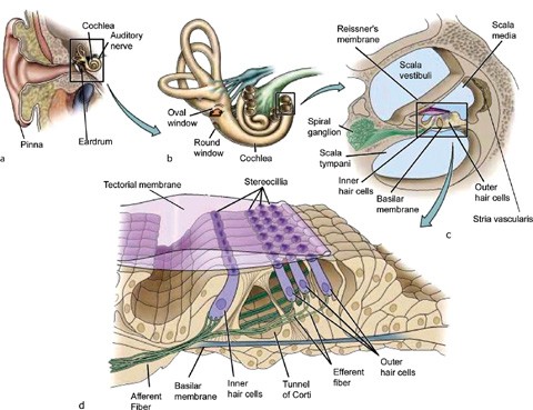 Cellular and Molecular Mechanisms of Mechanical Amplification in the Mammalian Cochlea | SpringerLink Cellular and Molecular Mechanisms of Mechanical Amplification in the Mammalian Cochlea | SpringerLink