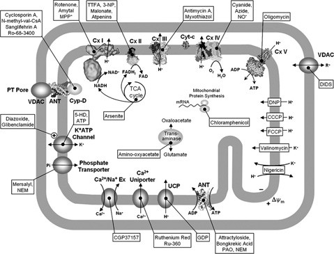 5.3 Mitochondrial Production of Oxidants and Their Role in the
