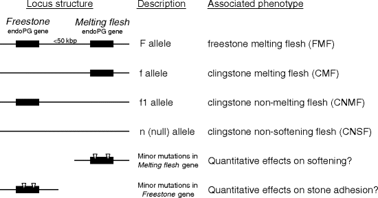 figure 2_1_978-0-387-77491-6