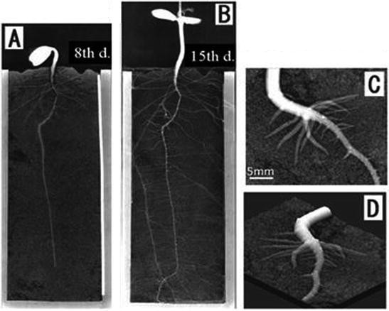 figure 17_1_148633_1_En