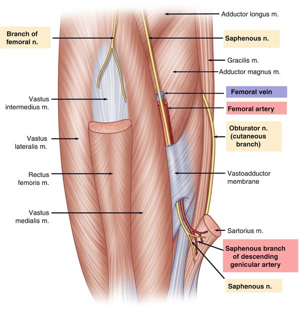 Clinical Anatomy of the Lumbar Plexus