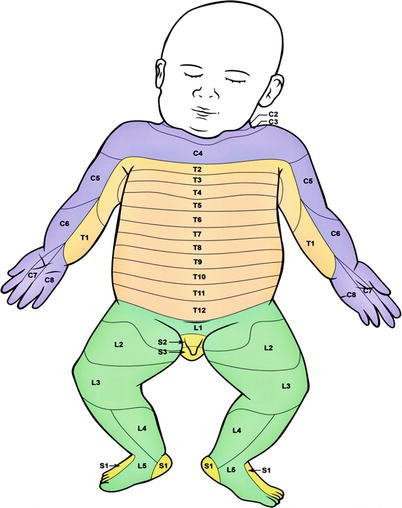 Clinical Anatomy Of The Dermatomes And Innervation Of The Joints Springerlink